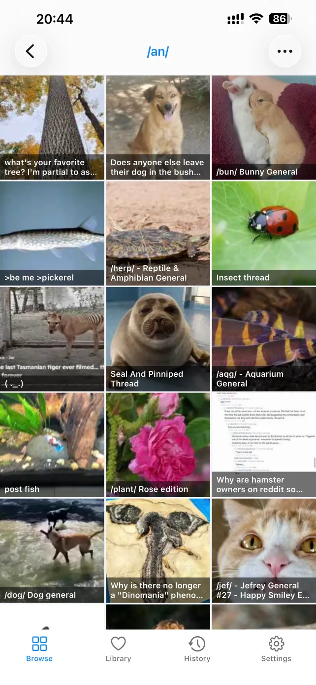 A 4chan board catalog in PocketChan's Gallery view, as a grid of thumbnail tiles